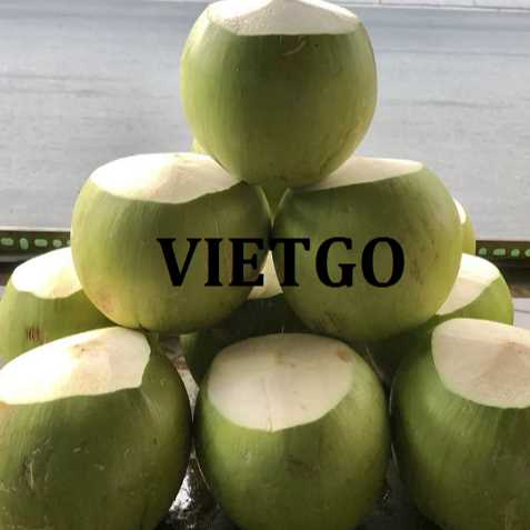 Cơ hội xuất khẩu dừa tươi sang thị trường Ý 