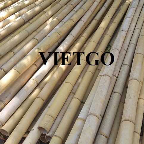 Cơ hội xuất khẩu gậy tre sang thị trường Ấn Độ