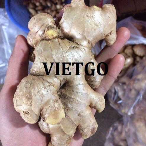 Cơ hội xuất khẩu gừng tươi đến thị trường Bangladesh