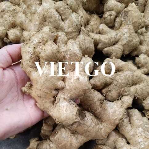 Cơ hội xuất khẩu gừng tươi đến từ một doanh nghiệp tại Ý