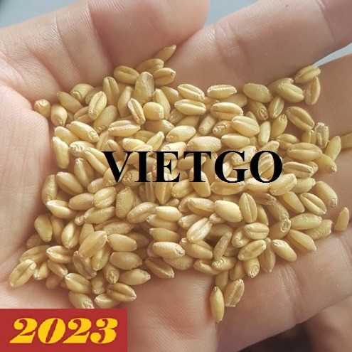 Cơ hội xuất khẩu lúa mì sang thị trường Trung Quốc