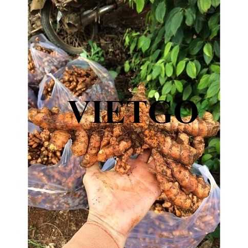 Cơ hội xuất khẩu nghệ sang thị trường UAE