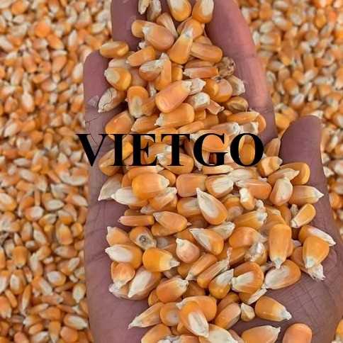 Cơ hội xuất khẩu ngô sang thị trường Trung Quốc và Nga