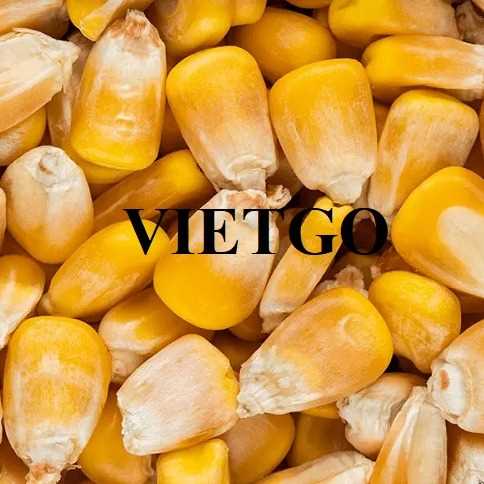 Cơ hội xuất khẩu ngô vàng đến từ vị khách hàng người Mỹ