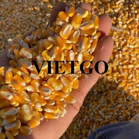 Cơ hội xuất khẩu ngô vàng hàng năm sang thị trường Trung Quốc