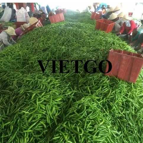 Cơ hội xuất khẩu ớt xanh sang thị trường Tây Ban Nha