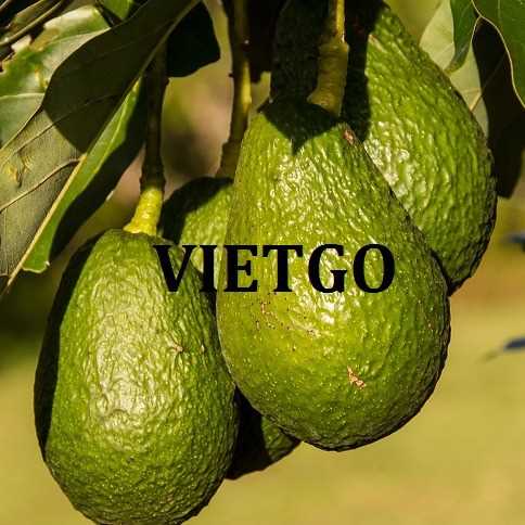 Cơ hội xuất khẩu sản phẩm bơ tươi đến thị trường Australia