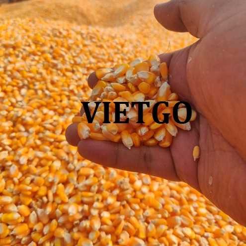 Cơ hội xuất khẩu sản phẩm ngô vàng đến thị trường Oman