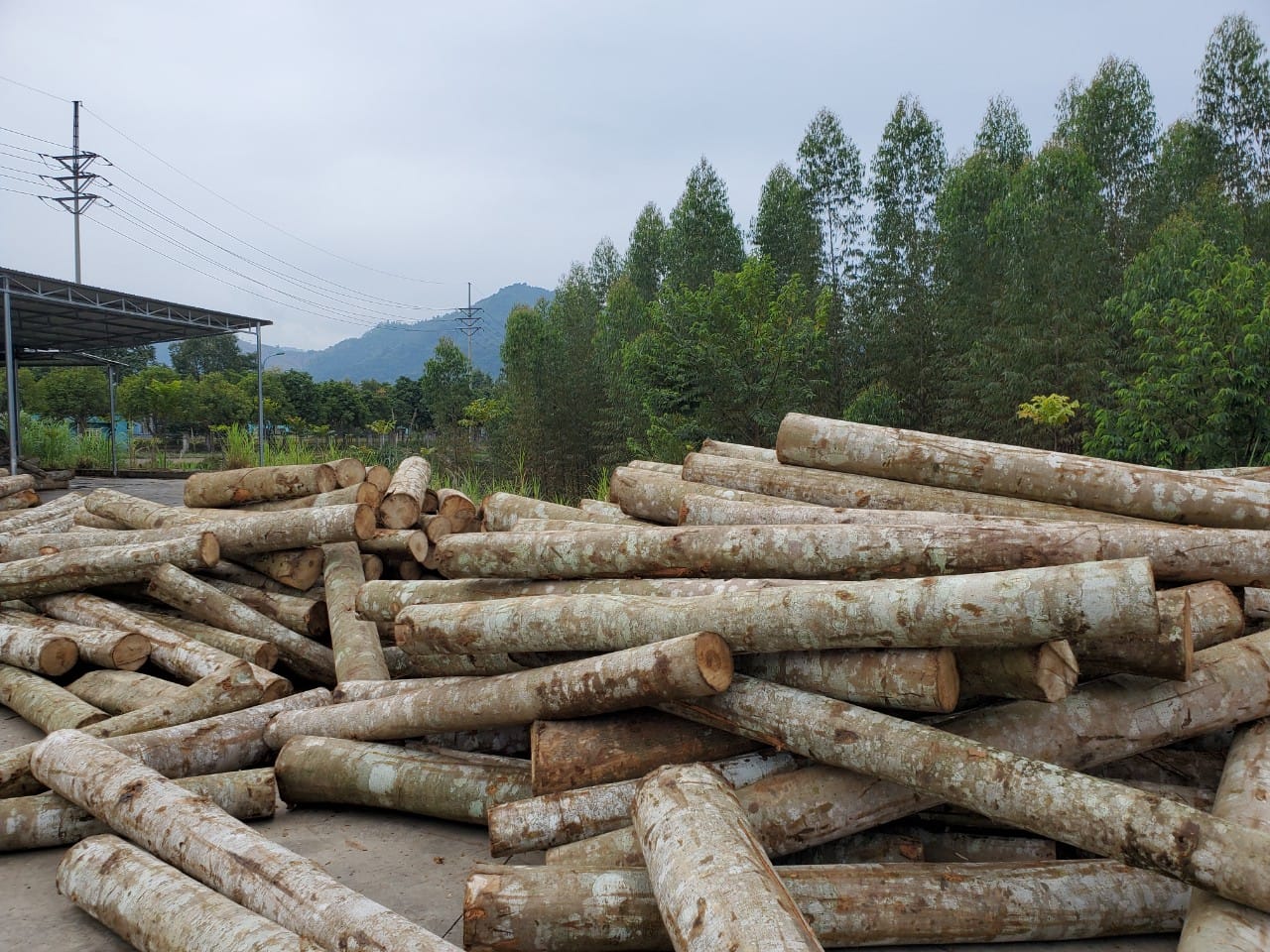 Magnolia Conifera logs/tree