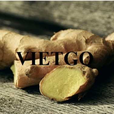 Thương vụ hợp tác xuất khẩu gừng tươi sang thị trường Pakistan