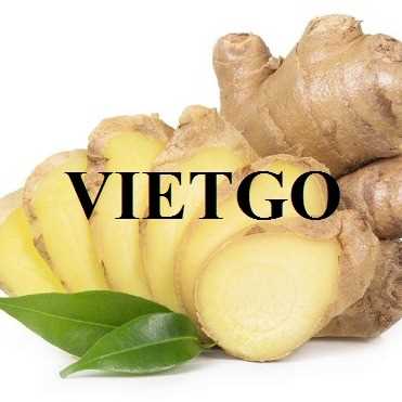 Thương vụ hợp tác xuất khẩu gừng tươi sang thị trường UAE
