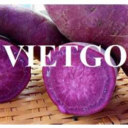 Thương vụ hợp tác xuất khẩu khoai lang sang thị trường UAE