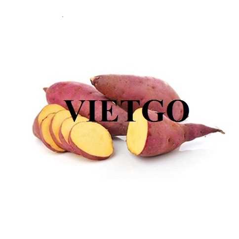 Thương vụ hợp tác xuất khẩu khoai lang tới thị trường Dubai
