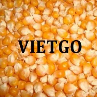 Thương vụ hợp tác xuất khẩu ngô vàng hàng tháng sang thị trường Malaysia