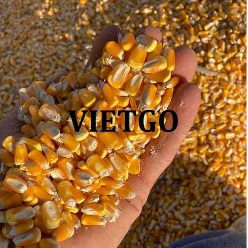 Thương vụ hợp tác xuất khẩu ngô vàng sang thị trường Trung Quốc