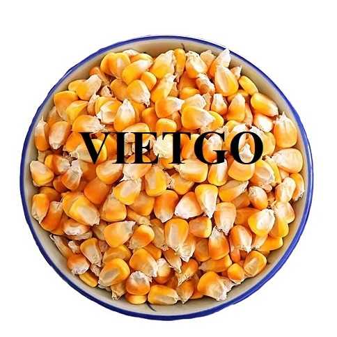 Thương vụ hợp tác xuất khẩu ngô vàng sang thị trường Trung Quốc