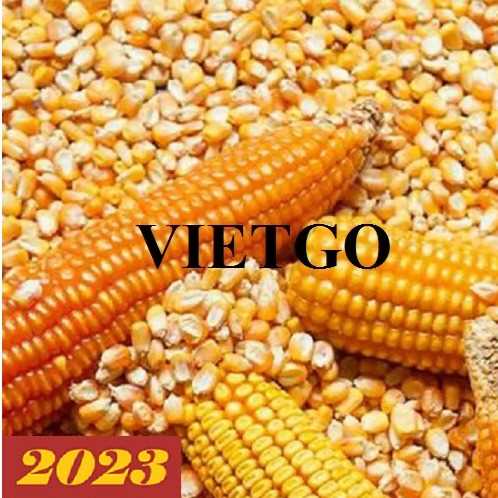 Thương vụ hợp tác xuất khẩu ngô vàng sang thị trường Trung Quốc