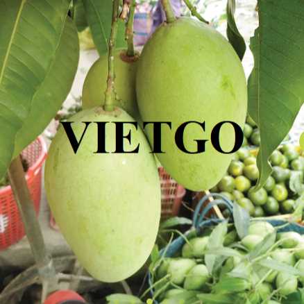 Thương vụ hợp tác xuất khẩu xoài sang thị trường Trung Quốc