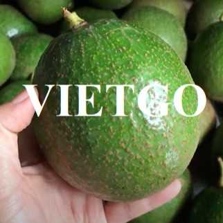 Thương vụ xuất khẩu bơ tươi sang thị trường UAE và Thổ Nhĩ Kỳ
