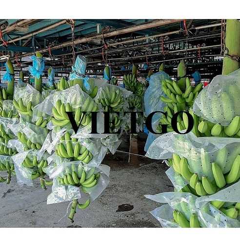 Thương vụ xuất khẩu chuối sang thị trường Trung Quốc