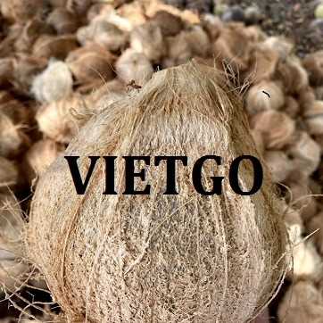 Thương vụ xuất khẩu dừa khô lột vỏ sang thị trường UAE