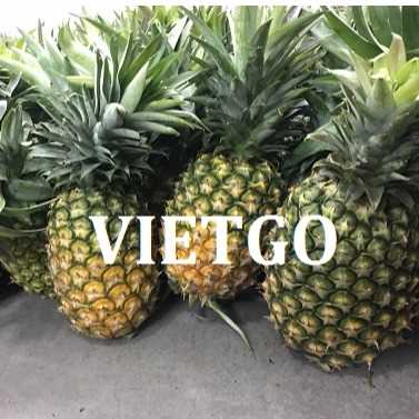Thương vụ xuất khẩu dứa tươi đến từ vị khách hàng Thổ Nhĩ Kỳ