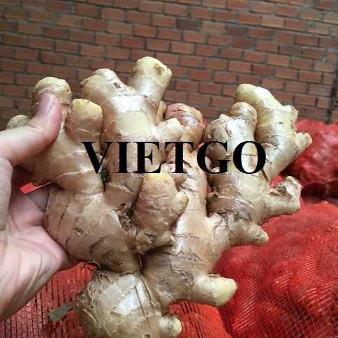Thương vụ xuất khẩu gừng sang thị trường Ấn Độ