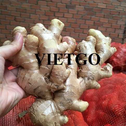 Thương vụ xuất khẩu gừng sang thị trường Bangladesh