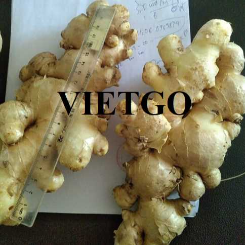 Thương vụ xuất khẩu gừng tươi đến thị trường Ả Rập Xê Út