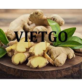 Thương vụ xuất khẩu gừng tươi sang thị trường Hoa Kỳ
