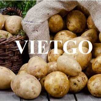 Thương vụ xuất khẩu khoai tây sang thị trường UAE