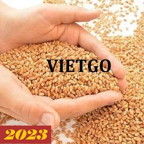 Thương vụ xuất khẩu lúa mì sang thị trường Thổ Nhĩ Kỳ