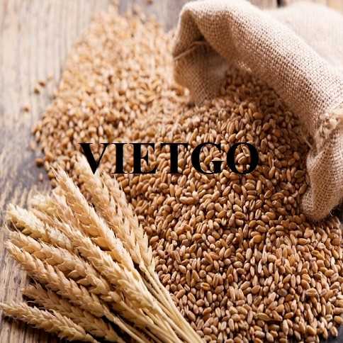 Thương vụ xuất khẩu lúa mì sang thị trường Thổ Nhĩ Kỳ 