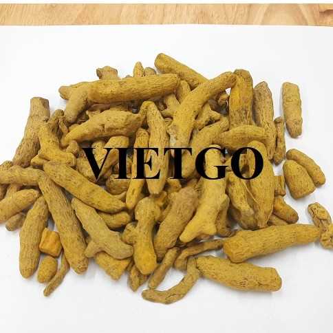 Thương vụ xuất khẩu nghệ sang thị trường Ấn Độ