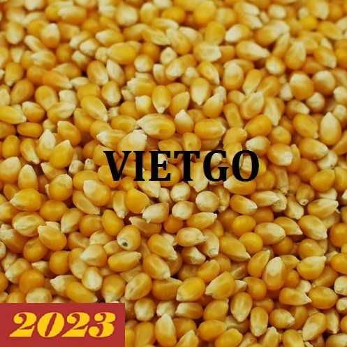 Thương vụ xuất khẩu ngô vàng sang thị trường Trung Quốc