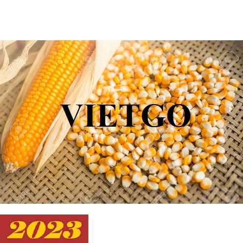Thương vụ xuất khẩu ngô vàng sang thị trường Trung Quốc và Tây Ban Nha