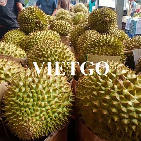 Thương vụ xuất khẩu sầu riêng sang thị trường Trung Quốc 