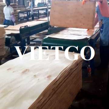 Thương vụ xuất khẩu ván bóc bạch đàn sang thị trường Đài Loan
